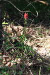 Cardinal flower